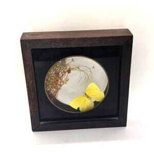 TROVE Butterfly Shadowbox Insect Taxidermy Floral Chunky Wood Frame Yellow Vtg